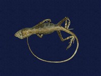 藏品(斯文豪氏攀蜥)的圖片